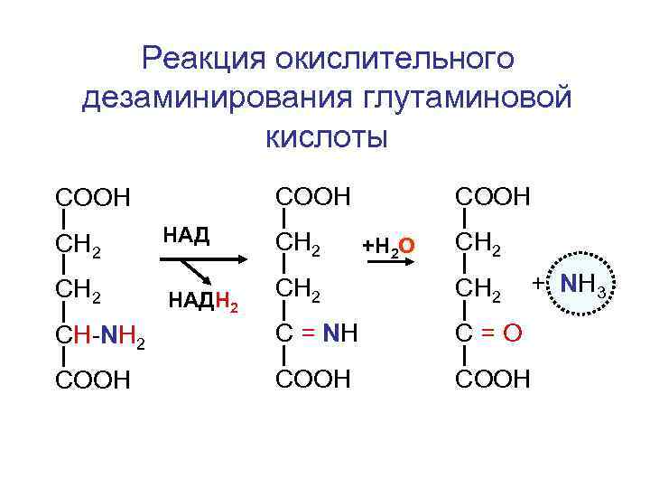 Реакция окислительного дезаминирования глутаминовой кислоты СООН СН 2 HАД СН 2 СООН +Н 2