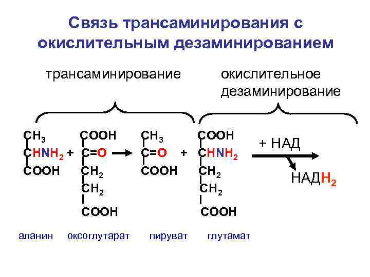 Связь трансаминирования с окислительным дезаминированием трансаминирование окислительное дезаминирование СН 3 СООН СНNH 2 +