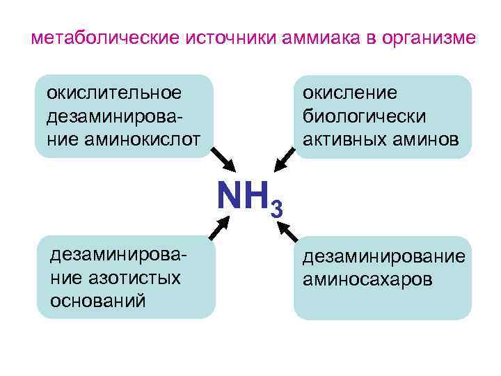 метаболические источники аммиака в организме окислительное дезаминирование аминокислот окисление биологически активных аминов NH 3