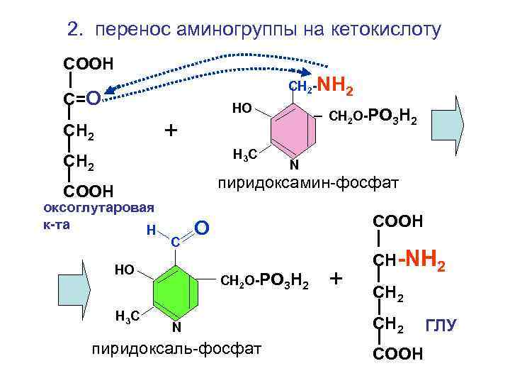 2. перенос аминогруппы на кетокислоту СООН СН 2 -NH 2 С=О НО СН 2