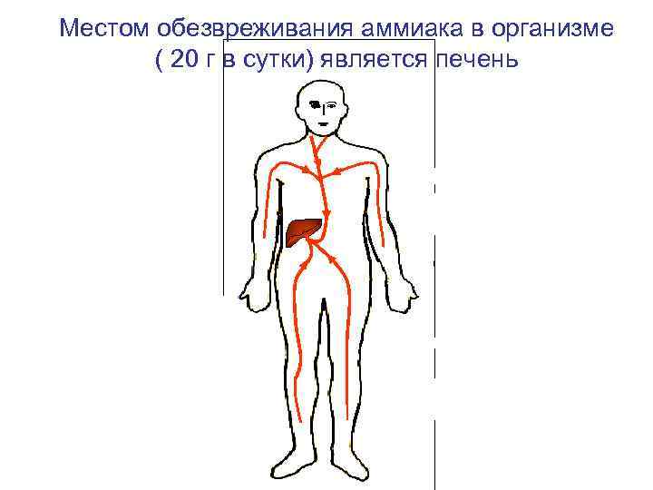 Местом обезвреживания аммиака в организме ( 20 г в сутки) является печень • •