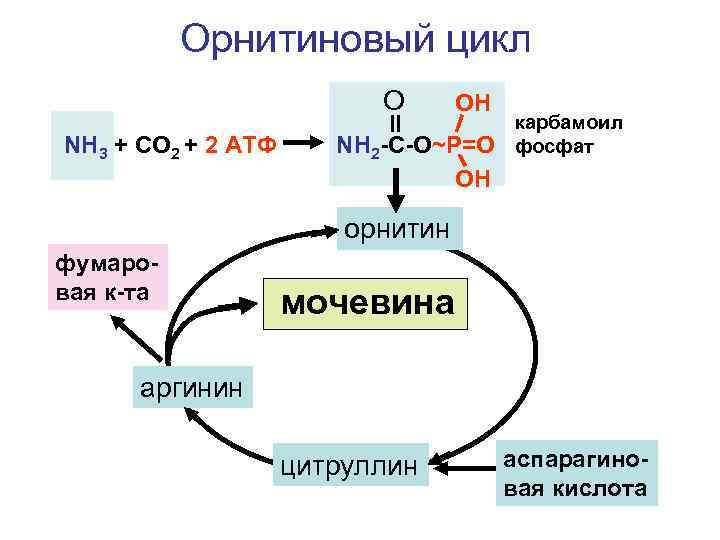 Орнитиновый цикл O NH 3 + CO 2 + 2 АТФ OH NH 2