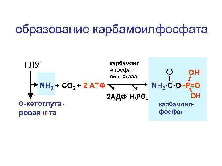 образование карбамоилфосфата ГЛУ NH 3 + CO 2 + 2 АТФ α-кетоглутаровая к-та карбамоил