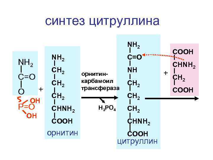 синтез цитруллина NH 2 CH 2 C=O + O OH P=O OH C=O NH