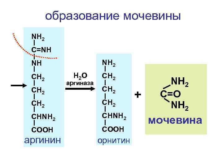 образование мочевины NH 2 C=NH NH 2 NH CH 2 Н 2 О аргиназа