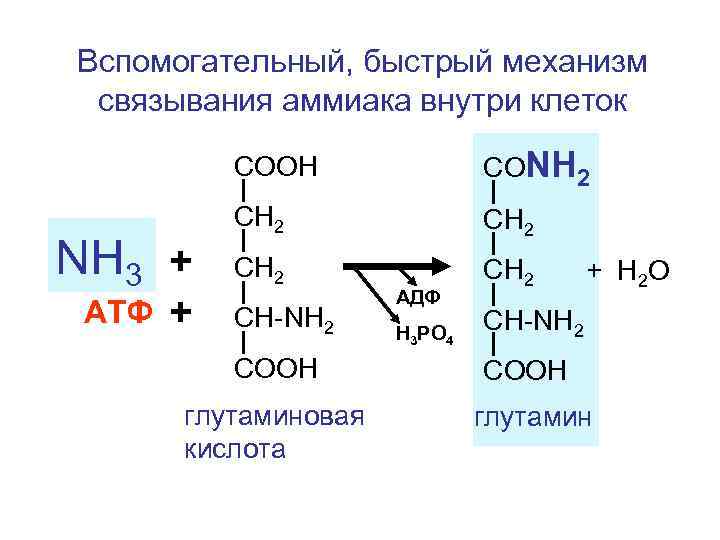 Вспомогательный, быстрый механизм связывания аммиака внутри клеток СООН NH 3 + АТФ + СОNH