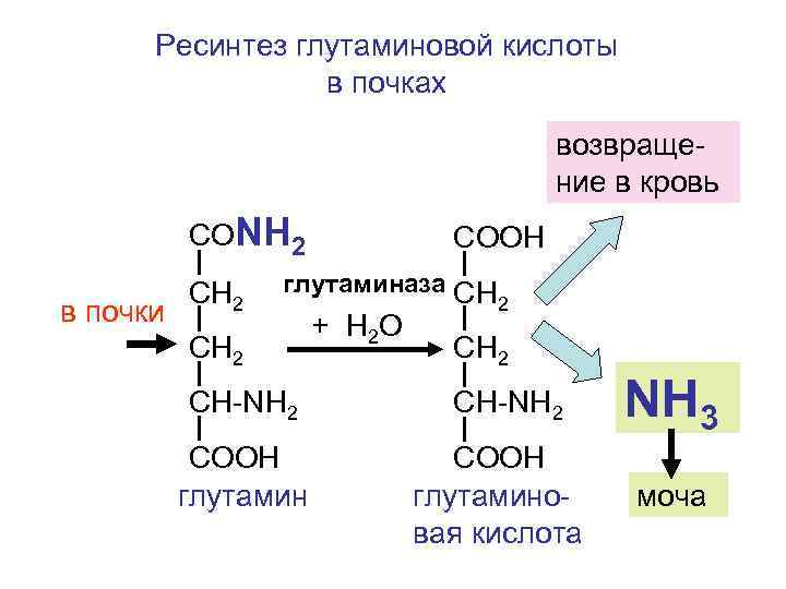 Ресинтез глутаминовой кислоты в почках возвращение в кровь СОNH 2 в почки СН 2