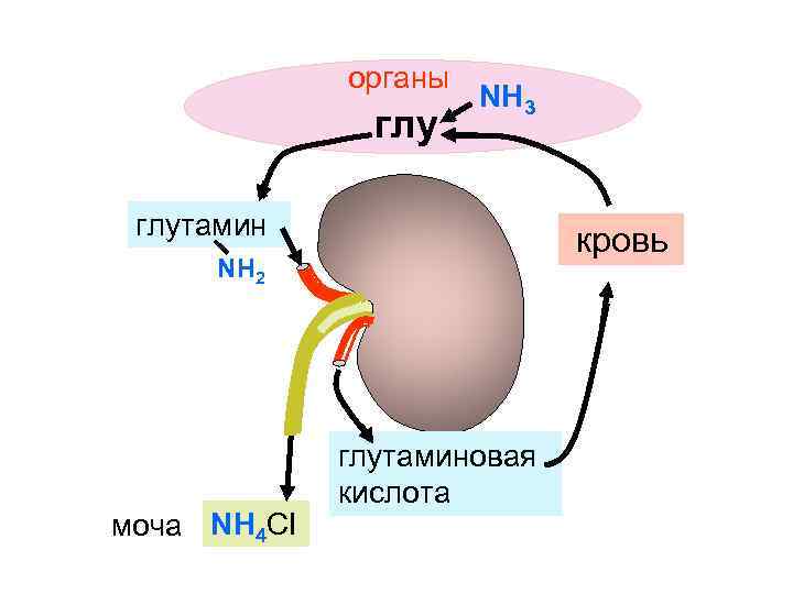 органы глу NH 3 глутамин кровь NH 2 моча NH 4 CI глутаминовая кислота