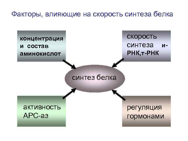 Факторы, влияющие на скорость синтеза белка скорость синтеза и- концентрация и состав аминокислот РНК,