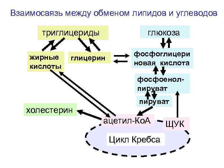 Взаимосвязь между обменом липидов и углеводов триглицериды жирные кислоты глюкоза глицерин фосфоглицери новая кислота