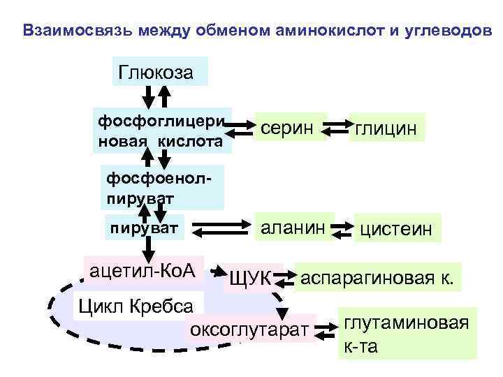 Взаимосвязь между обменом аминокислот и углеводов Глюкоза фосфоглицери новая кислота серин глицин аланин цистеин