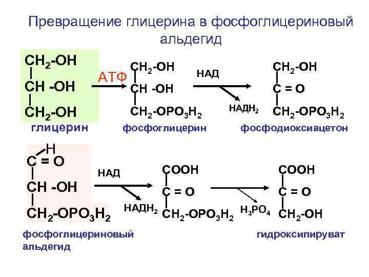 Превращение глицерина в фосфоглицериновый альдегид СН 2 -ОН СН -ОН АТФ глицерин СН -ОН