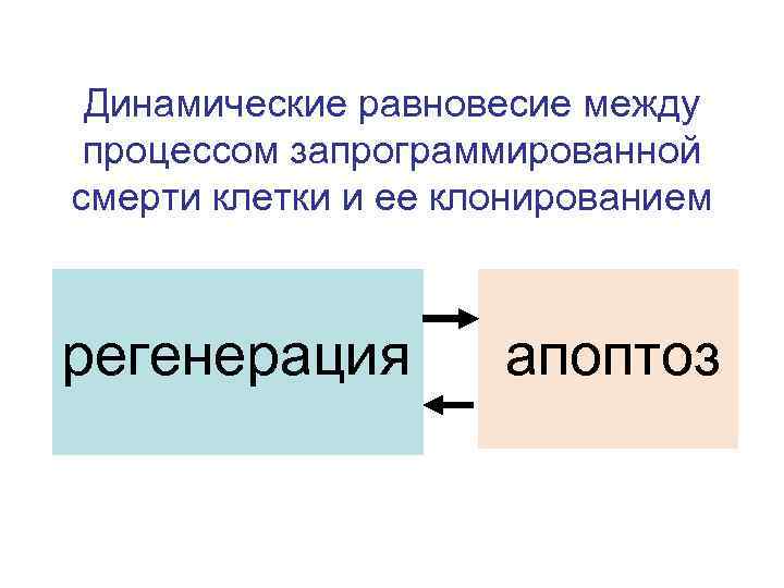 Динамические равновесие между процессом запрограммированной смерти клетки и ее клонированием регенерация апоптоз 