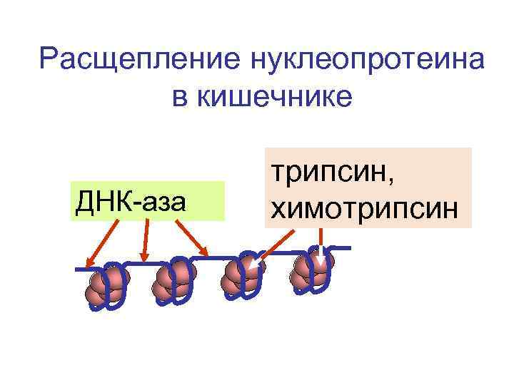 Расщепление нуклеопротеина в кишечнике ДНК-аза трипсин, химотрипсин 