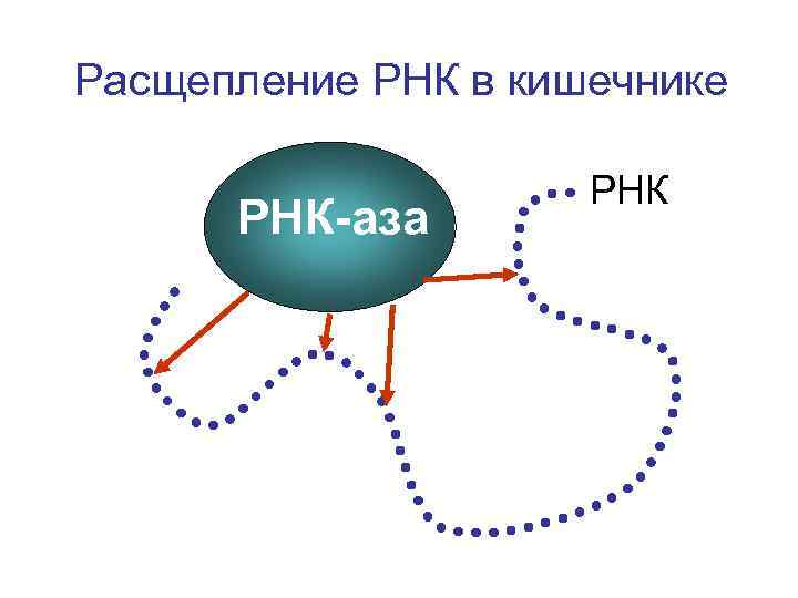 Расщепление РНК в кишечнике РНК-аза РНК 