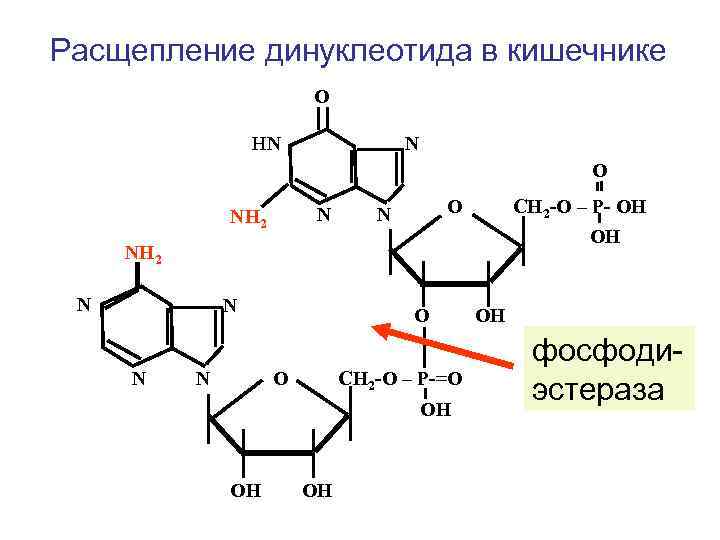 Расщепление динуклеотида в кишечнике О НN N О N NH 2 О N СН