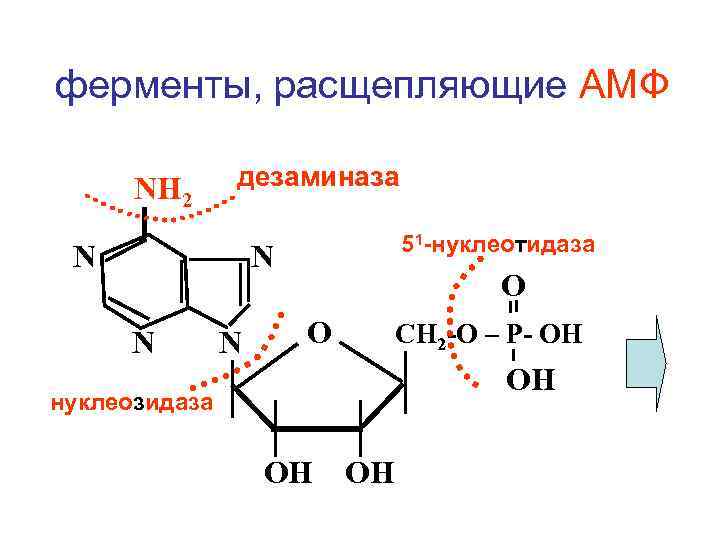 ферменты, расщепляющие АМФ NH 2 дезаминаза N 51 -нуклеотидаза N N N О О