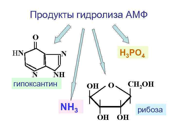 Продукты гидролиза АМФ О НN Н 3 РО 4 N N NН гипоксантин NH