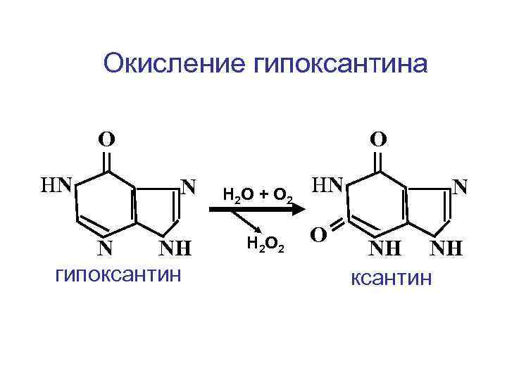 Окисление гипоксантина О НN О N N NН гипоксантин Н 2 О + О