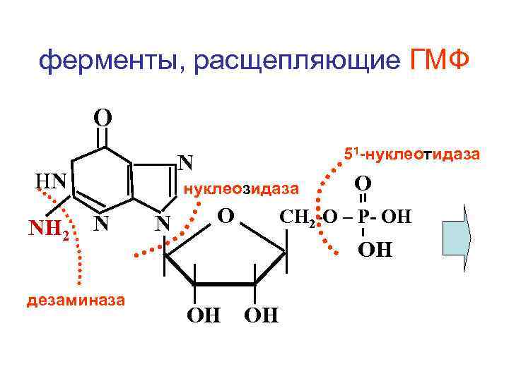 ферменты, расщепляющие ГМФ О N НN NH 2 51 -нуклеотидаза нуклеозидаза N дезаминаза N