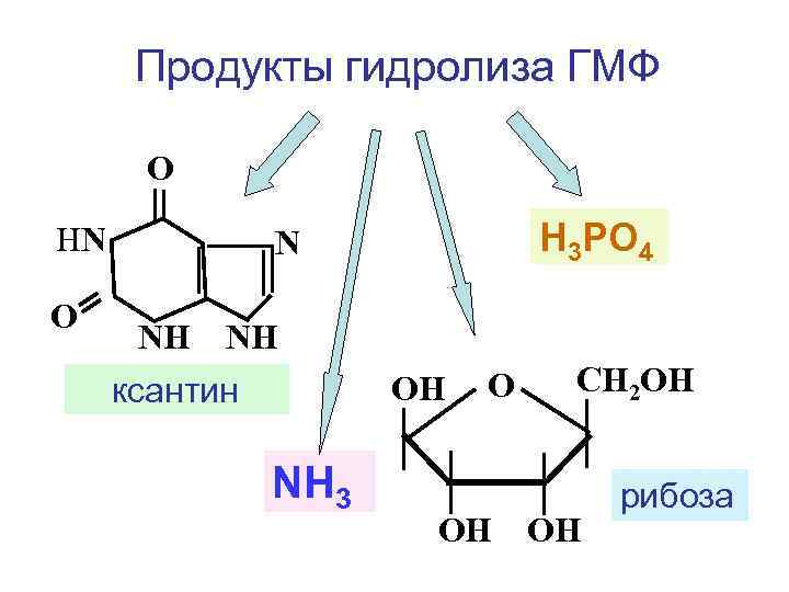 Продукты гидролиза ГМФ О НN О Н 3 РО 4 N NН NН ОН