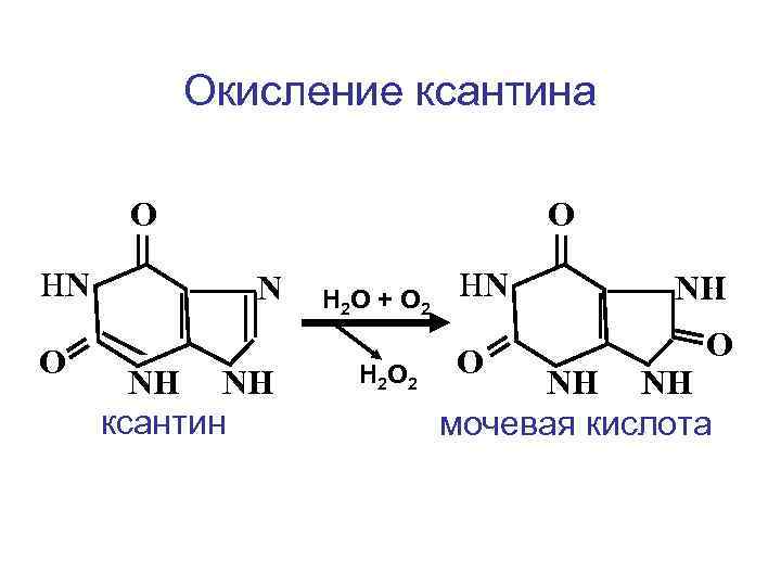 Окисление ксантина О НN О О N NН NН N ксантин Н 2 О