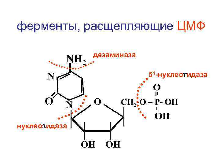 ферменты, расщепляющие ЦМФ NH 2 дезаминаза 51 -нуклеотидаза N О О N О СН