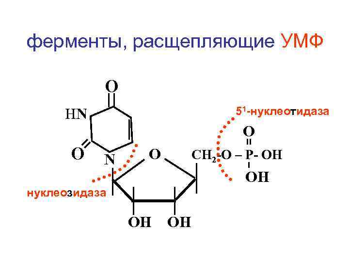 ферменты, расщепляющие УМФ О 51 -нуклеотидаза НN О О N О СН 2 -О