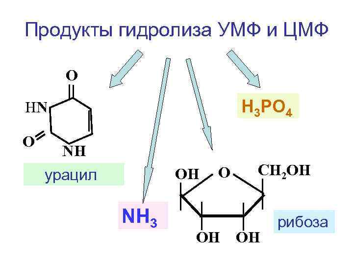 Продукты гидролиза УМФ и ЦМФ О Н 3 РО 4 НN О NН ОН