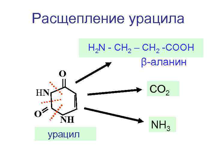 Расщепление урацила Н 2 N - СН 2 – СН 2 -СООН β-аланин О