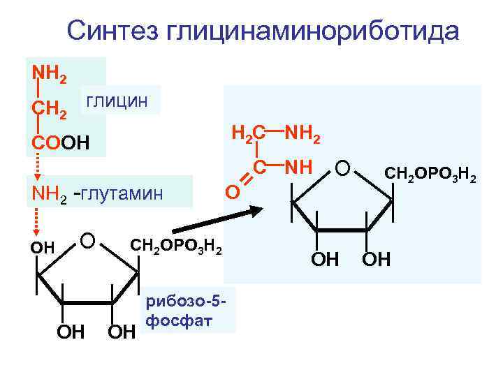 Синтез глицинаминориботида NH 2 CH 2 глицин H 2 C NH 2 COOH C