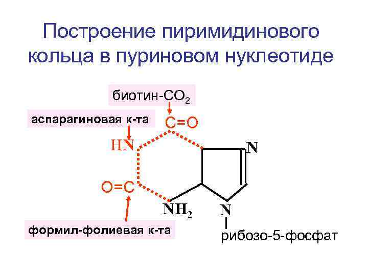 Построение пиримидинового кольца в пуриновом нуклеотиде биотин-СО 2 аспарагиновая к-та С=О НN N О=С