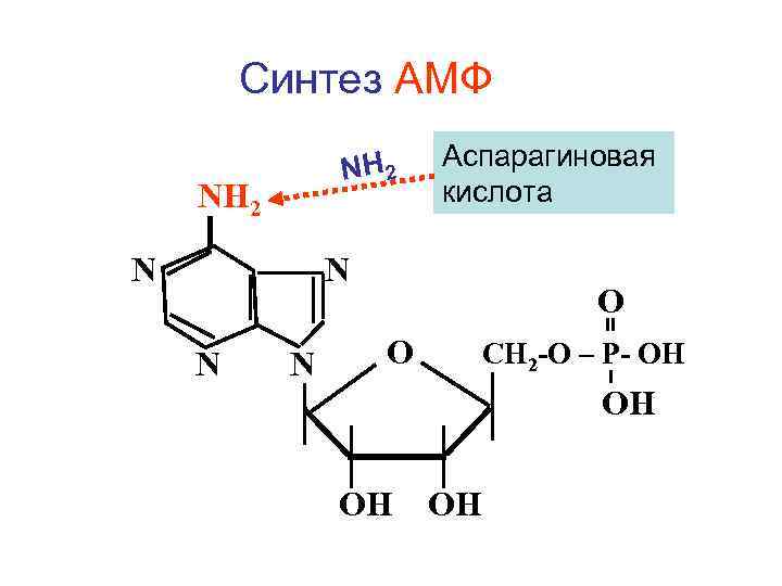 Синтез АМФ NH 2 N Аспарагиновая кислота N N N О О СН 2