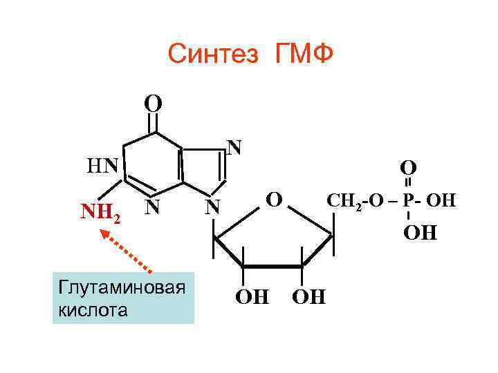 Синтез ГМФ О N НN NH 2 N Глутаминовая кислота N О О СН