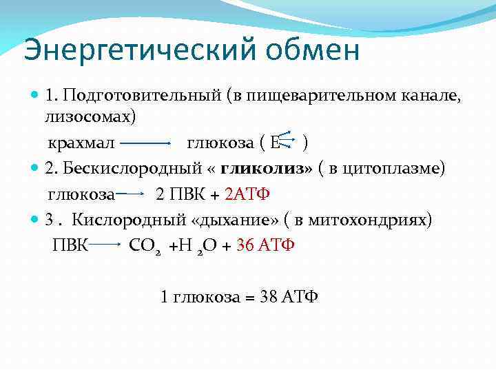 Энергетический обмен 1. Подготовительный (в пищеварительном канале, лизосомах) крахмал глюкоза ( Е ) 2.