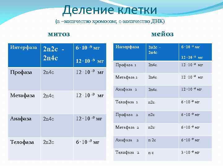 Деление клетки (n –количество хромосом; c количество ДНК) мейоз митоз Интерфаза 2 n 2