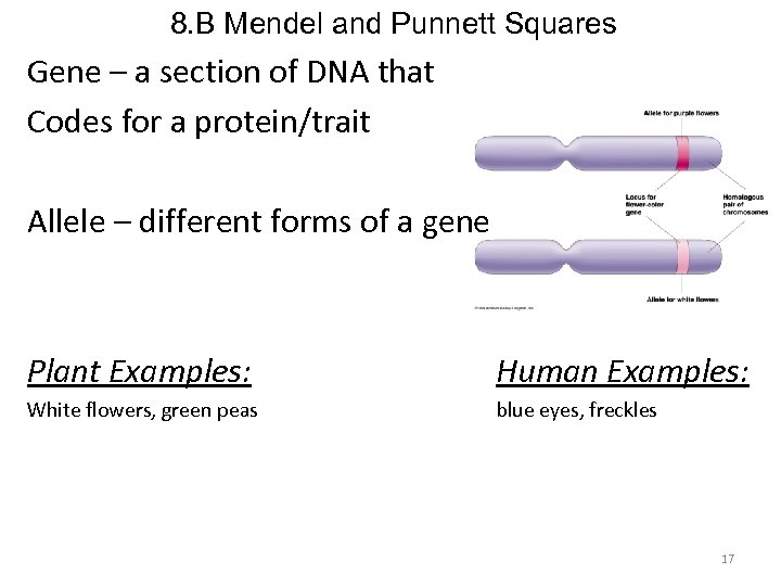 8. B Mendel and Punnett Squares Gene – a section of DNA that Codes