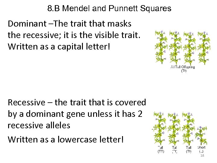 8. B Mendel and Punnett Squares Dominant –The trait that masks the recessive; it