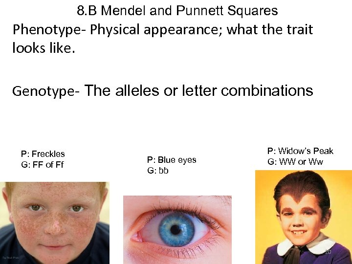 8. B Mendel and Punnett Squares Phenotype- Physical appearance; what the trait looks like.