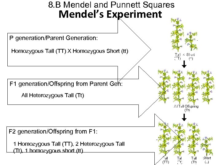 8. B Mendel and Punnett Squares Mendel’s Experiment P generation/Parent Generation: Homozygous Tall (TT)