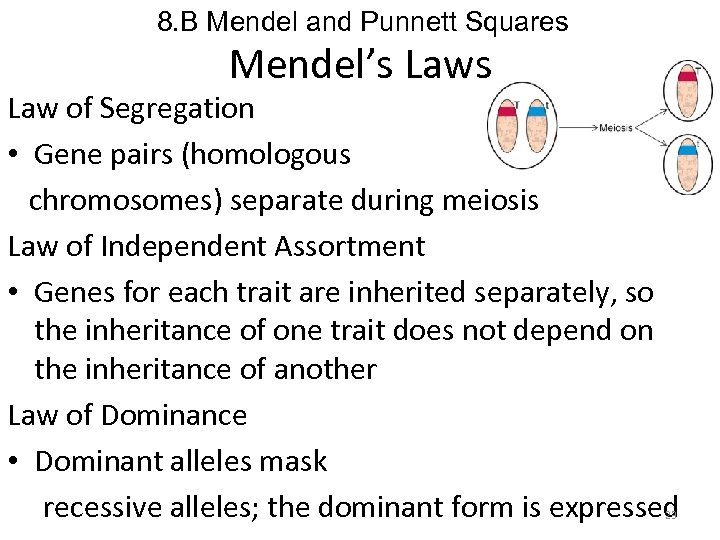 8. B Mendel and Punnett Squares Mendel’s Law of Segregation • Gene pairs (homologous