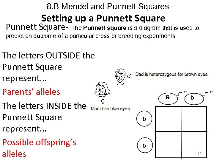 8. B Mendel and Punnett Squares Setting up a Punnett Square- The Punnett square