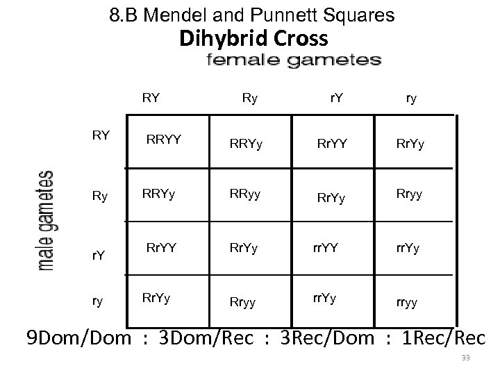 8. B Mendel and Punnett Squares Dihybrid Cross RY RY Ry r. Y ry