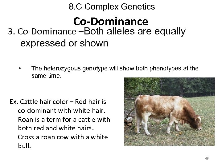 8. C Complex Genetics Co-Dominance 3. Co-Dominance –Both alleles are equally expressed or shown