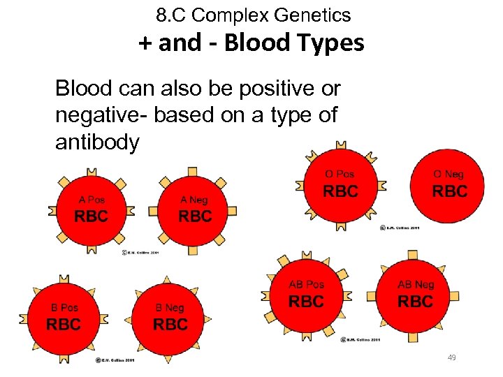 8. C Complex Genetics + and - Blood Types Blood can also be positive