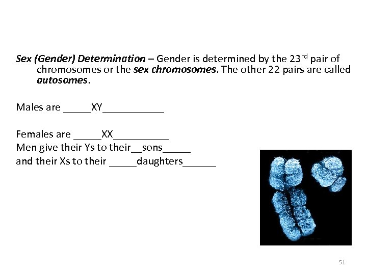 Sex (Gender) Determination – Gender is determined by the 23 rd pair of chromosomes