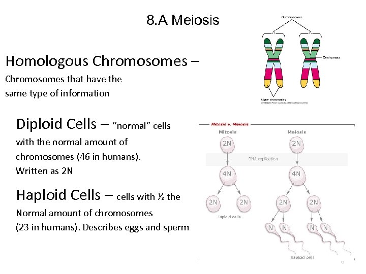 8. A Meiosis Homologous Chromosomes – Chromosomes that have the same type of information