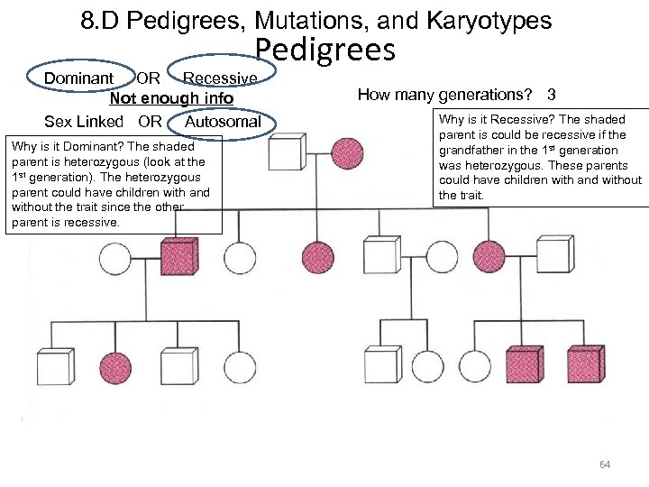 8. D Pedigrees, Mutations, and Karyotypes Pedigrees Dominant OR Recessive Not enough info Sex