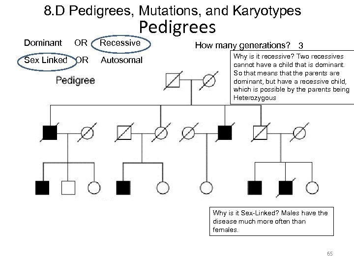 8. D Pedigrees, Mutations, and Karyotypes Dominant Pedigrees OR Recessive Sex Linked OR Autosomal