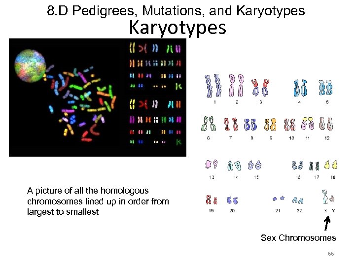 8. D Pedigrees, Mutations, and Karyotypes A picture of all the homologous chromosomes lined